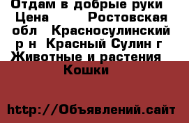 Отдам в добрые руки › Цена ­ 10 - Ростовская обл., Красносулинский р-н, Красный Сулин г. Животные и растения » Кошки   